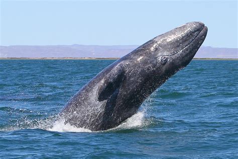gray whale fishing life|Gray whales 101: Facts on biology, migration, and more .